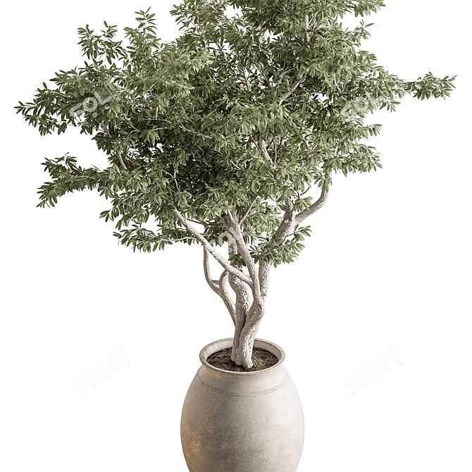 735 Tree in Pot 3D model image 2