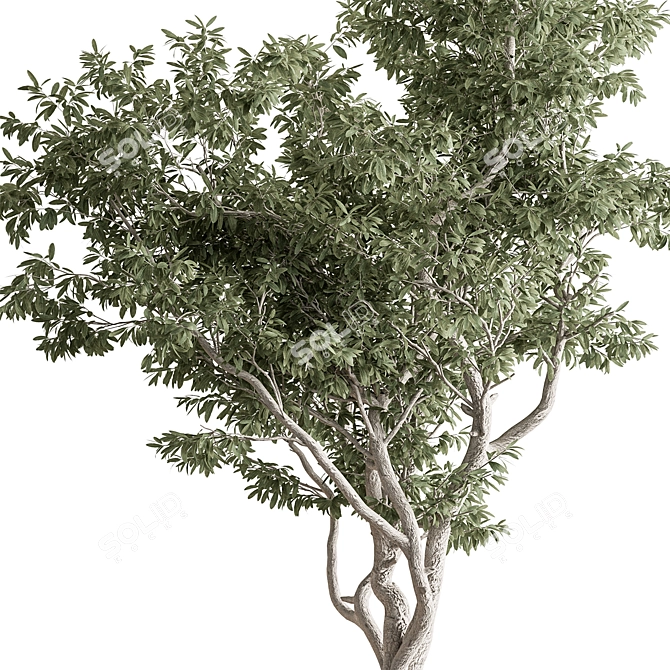 735 Tree in Pot 3D model image 3