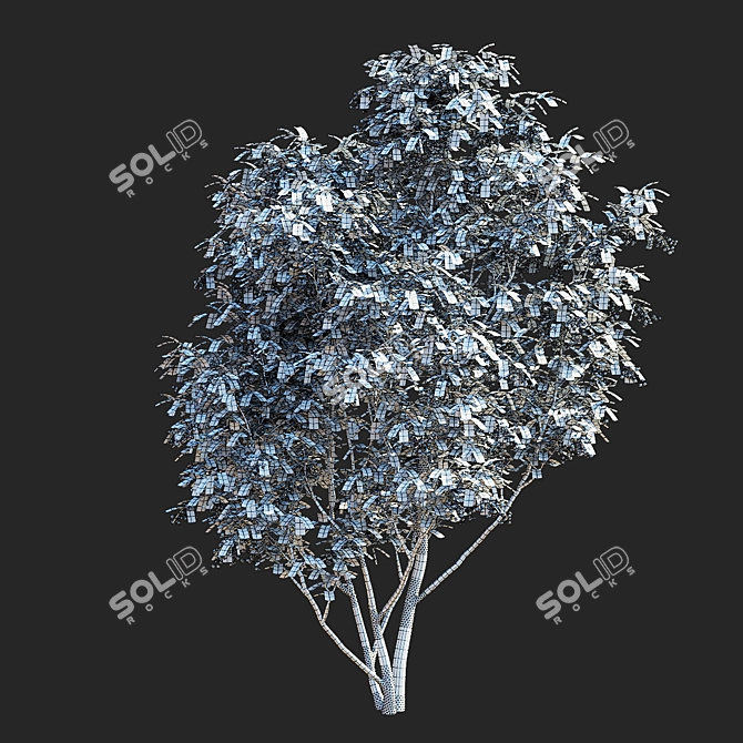 Canadian Serviceberry Berries Collection 3D model image 5