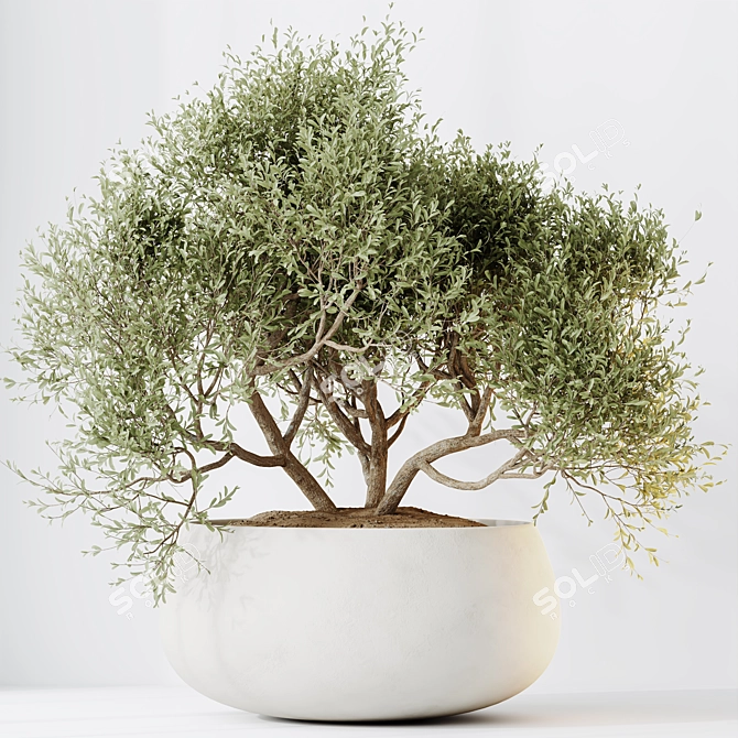 Elegant Indoor Olive Tree Set 3D model image 3
