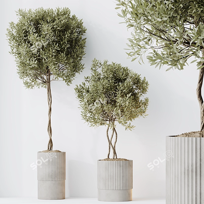 Elegant Indoor Olive Tree Set 3D model image 4