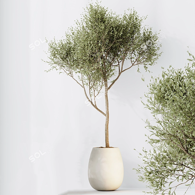Elegant Indoor Olive Tree Set 3D model image 5