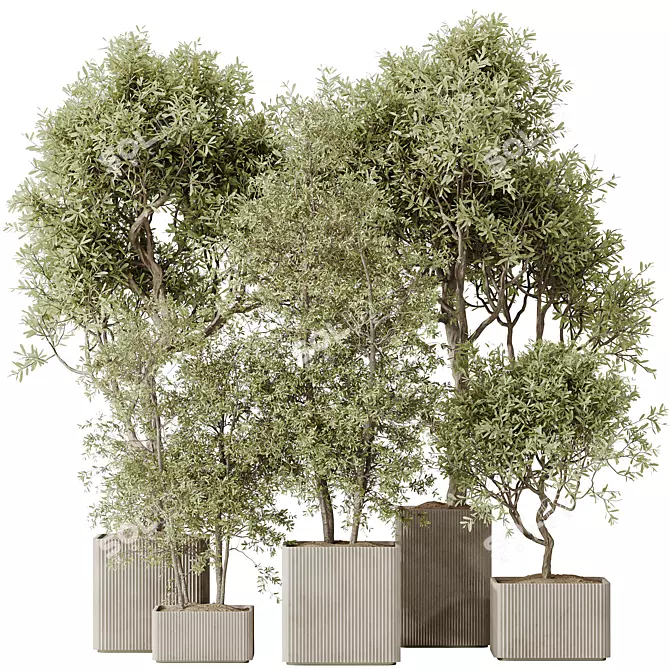 Assorted Indoor Olive Tree Set 3D model image 1