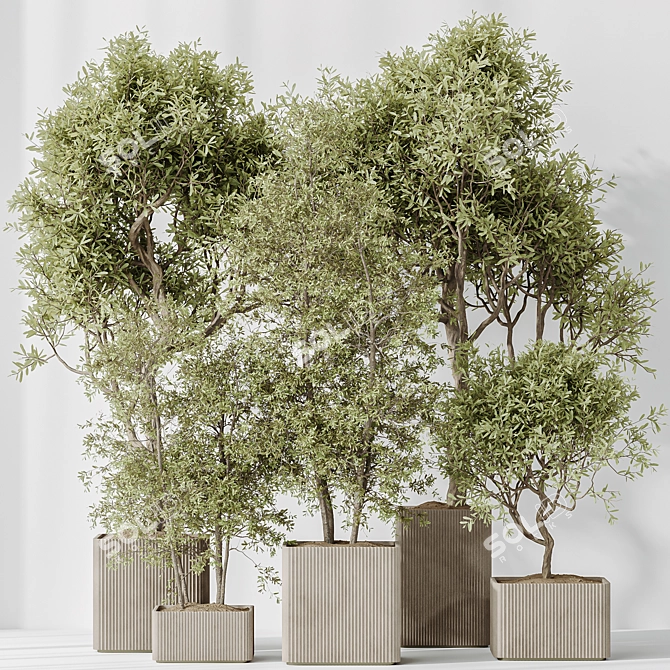 Assorted Indoor Olive Tree Set 3D model image 2