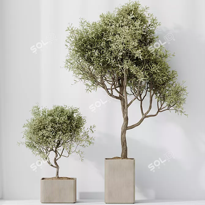 Assorted Indoor Olive Tree Set 3D model image 5