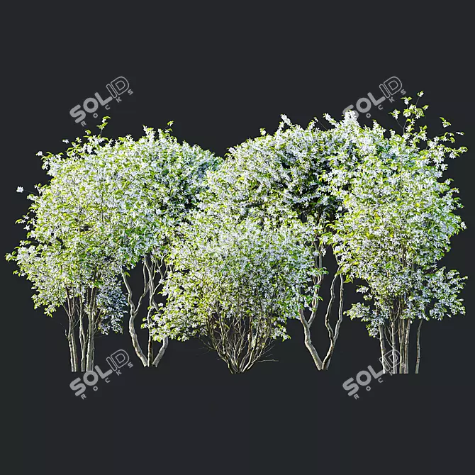 Amelanchier Lamarckii Bush 3D Models 3D model image 1