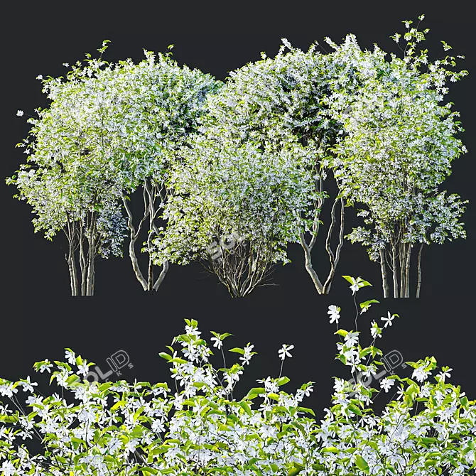 Amelanchier Lamarckii Bush 3D Models 3D model image 5