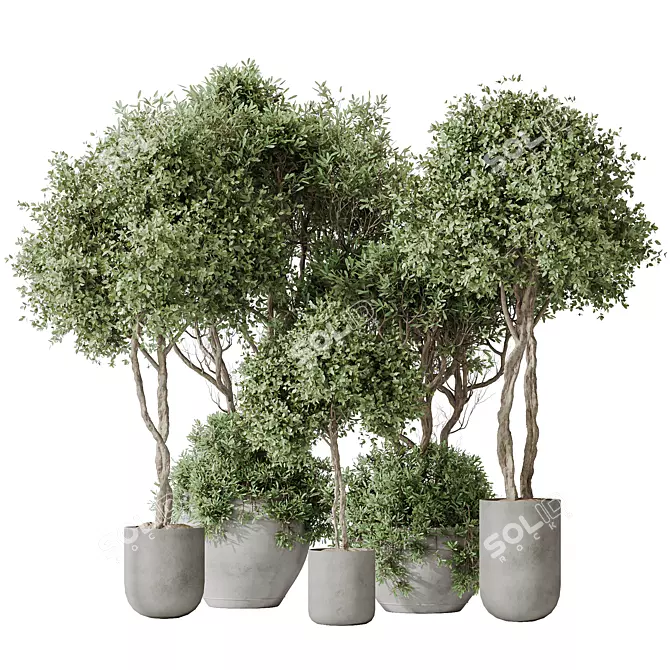 Indoor Olive Trees Set of 5 3D model image 1