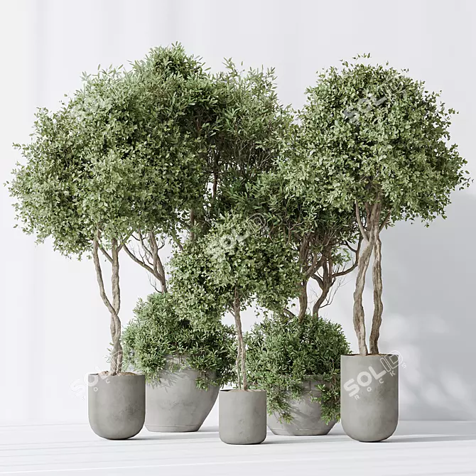 Indoor Olive Trees Set of 5 3D model image 2