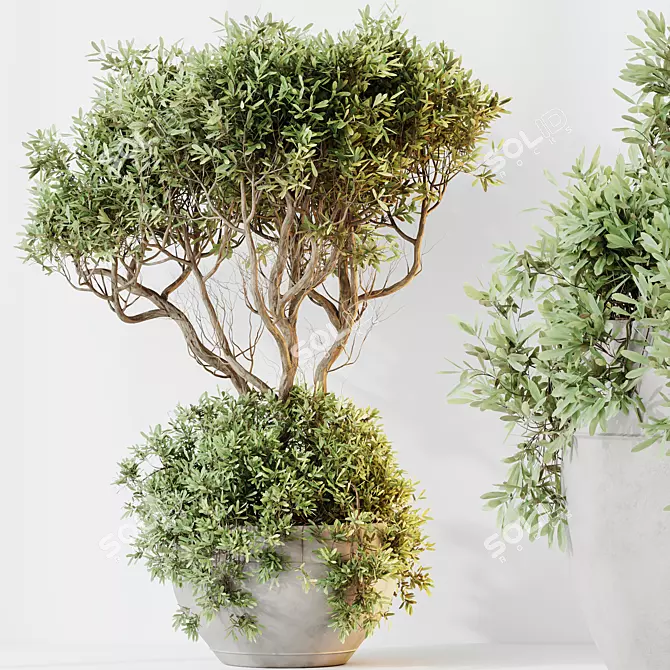 Indoor Olive Trees Set of 5 3D model image 3