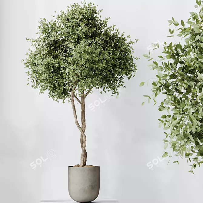 Indoor Olive Trees Set of 5 3D model image 4