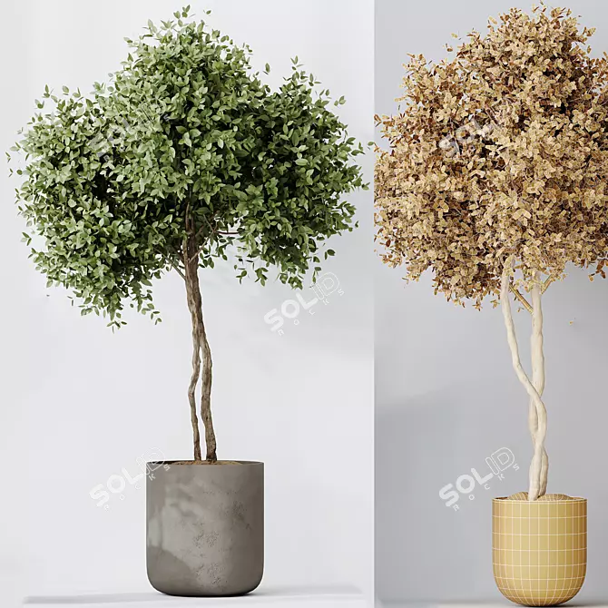 Indoor Olive Trees Set of 5 3D model image 6