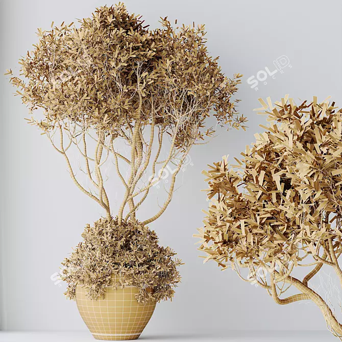 Indoor Olive Trees Set of 5 3D model image 7