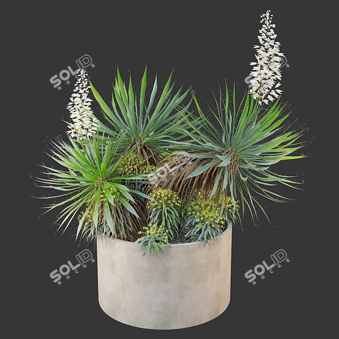 Yucca Euphorbia Planters 3D Model 3D model image 1