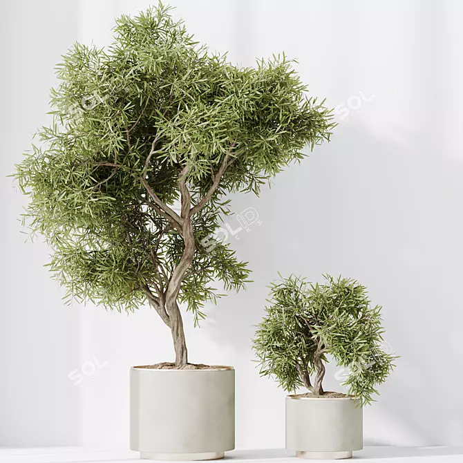 Indoor Olive & Coconut Plant Set 3D model image 3