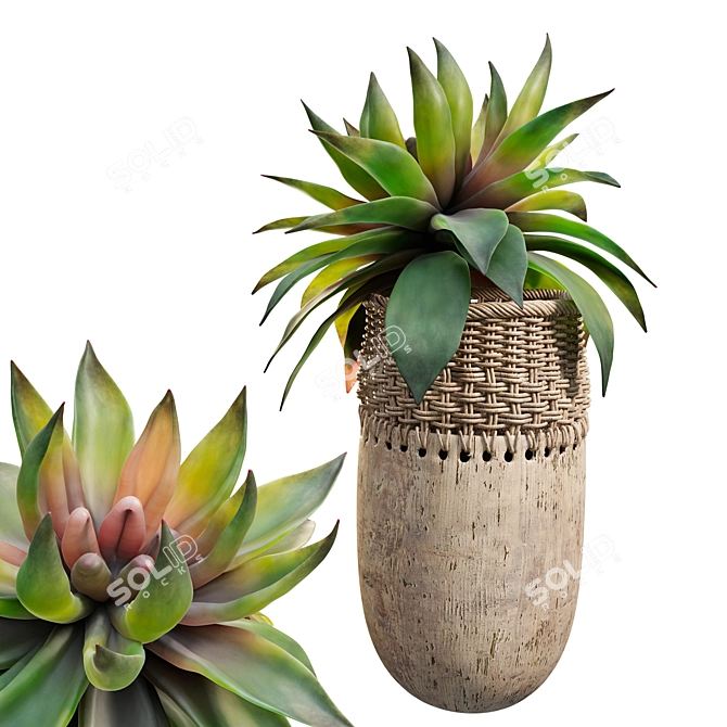 Dual Succulent Planter Scene Kit 3D model image 3