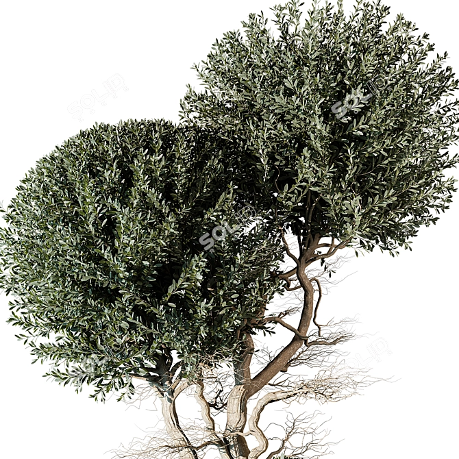 Tree Vol 17 3D Model 3D model image 2