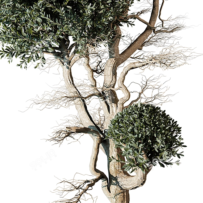 Tree Vol 17 3D Model 3D model image 3