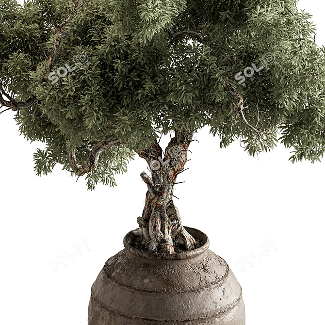 Bonsai Plant 743 - Indoor Beauty 3D model image 3