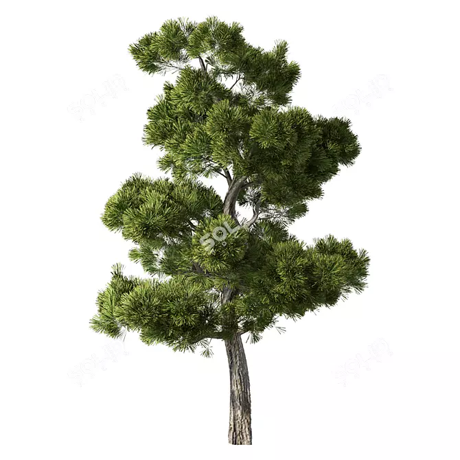 Forest Green Pine Tree No.104 3D model image 1