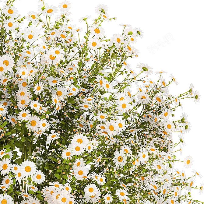 Summer Field Daisy Bouquet 3D model image 2