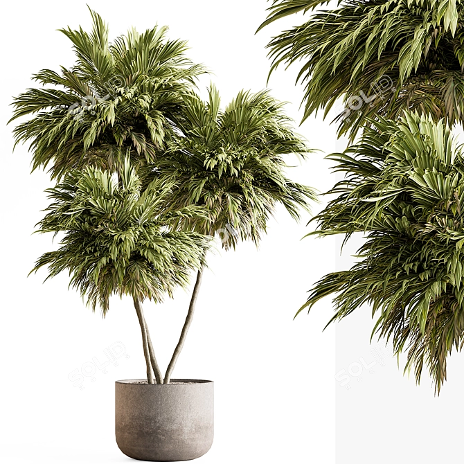 Outdoor Tree in Pot Display 3D model image 1