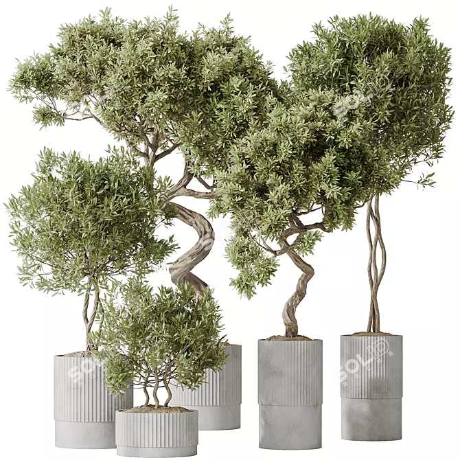 Premium Indoor Olive Plant Set 3D model image 1