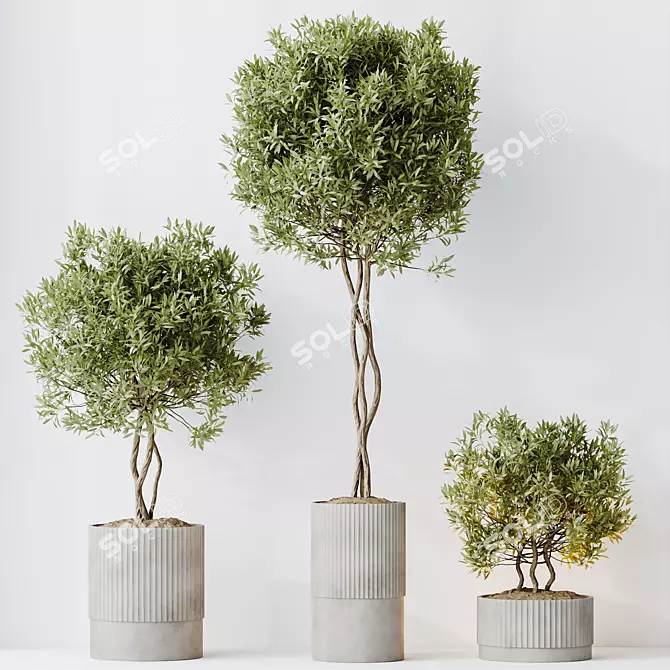 Premium Indoor Olive Plant Set 3D model image 3