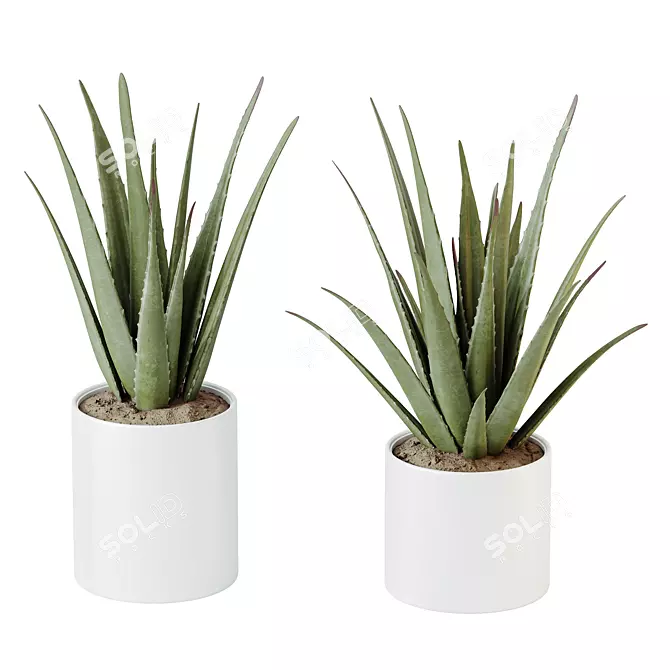 Healthful Aloe Vera Succulents Set 3D model image 1