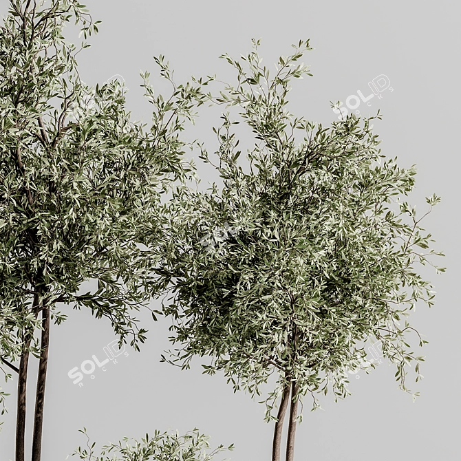 Lush Indoor Plant Set 88 3D model image 6