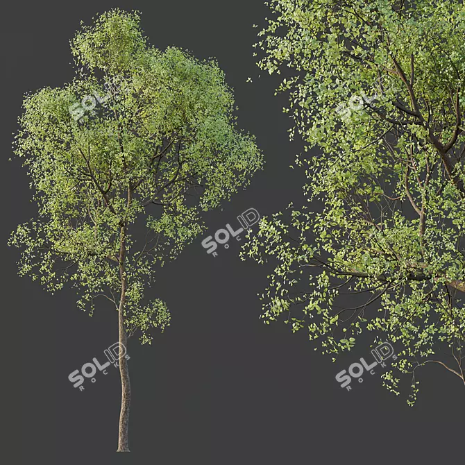 Shorea Robusta Sal Tree Model 3D model image 2