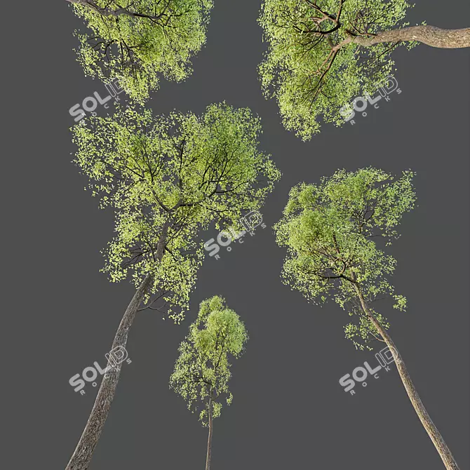 Shorea Robusta Sal Tree Model 3D model image 3