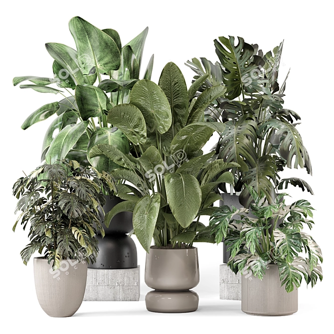 Stylish Indoor Plants Set 2286 3D model image 1