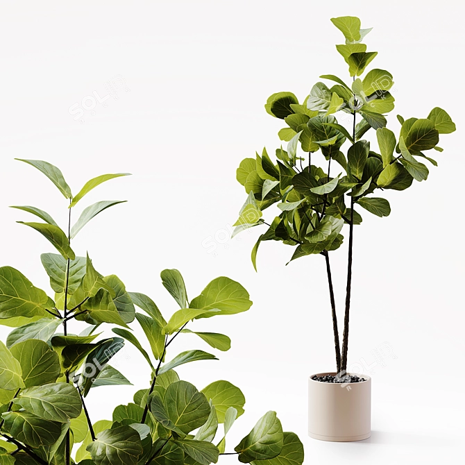 Detailed 3D Indoor Plant Model 3D model image 3
