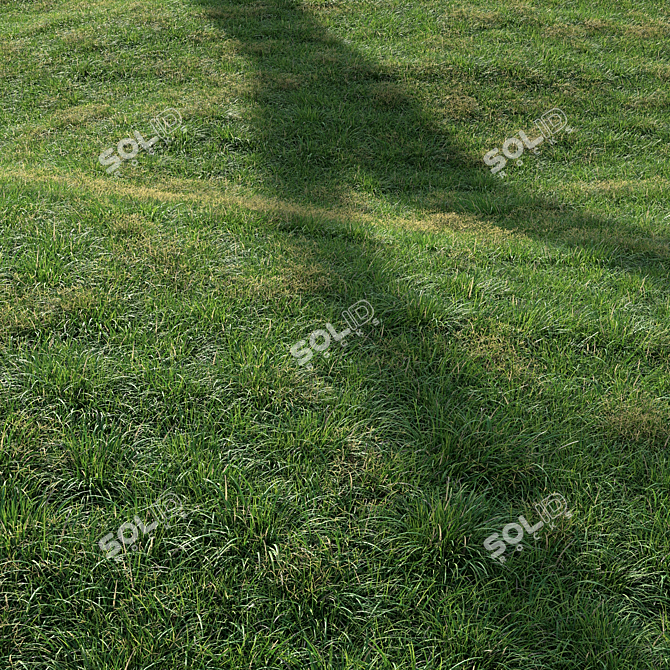 High-Quality Landscaping Tall Grass 3D model image 4