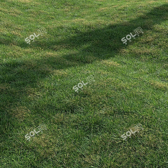 High-Quality Landscaping Tall Grass 3D model image 5