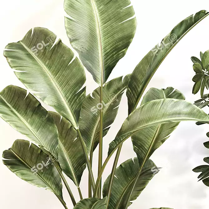 Indoor Oasis Plant Set 0115 3D model image 3