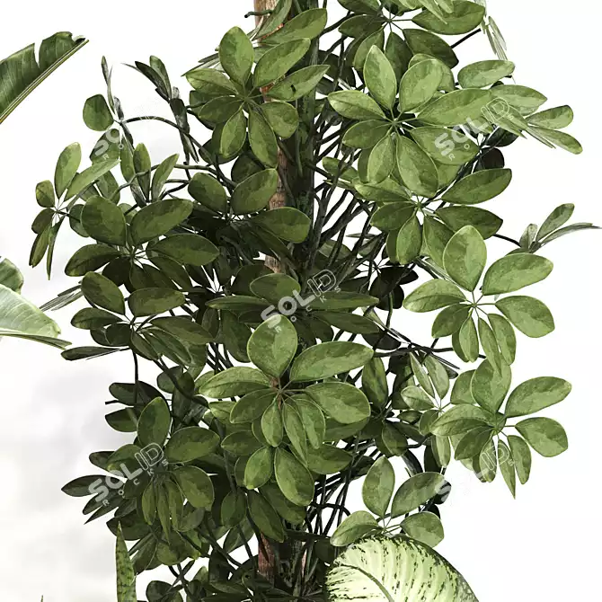 Indoor Oasis Plant Set 0115 3D model image 4