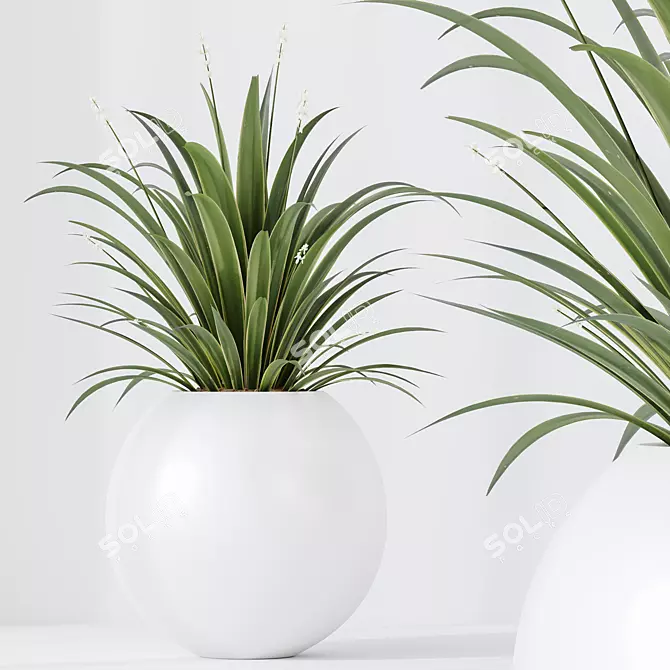 Green Dracaena Cane Houseplant Deco 3D model image 3