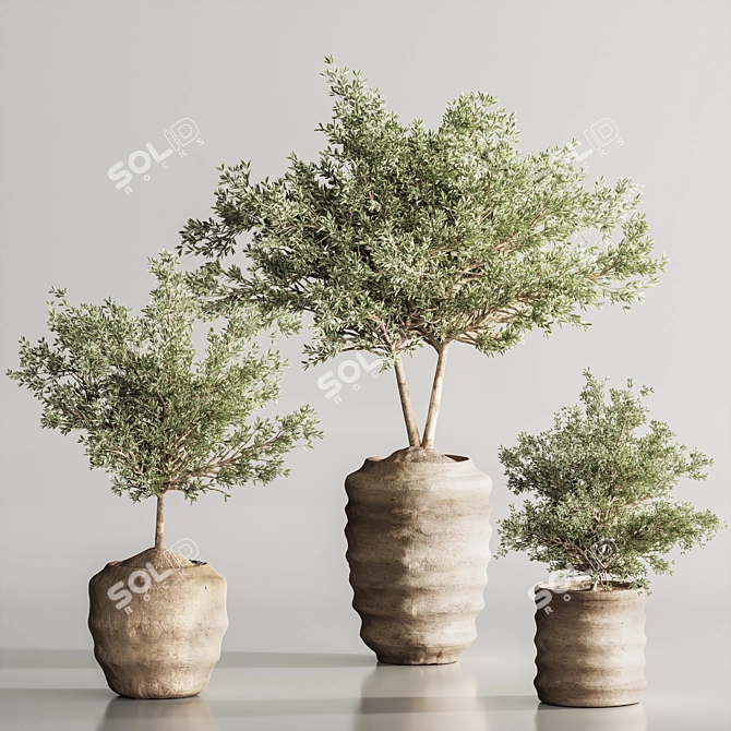 Modern Olive Indoor Plant Set 3D model image 2