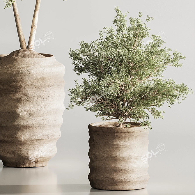 Modern Olive Indoor Plant Set 3D model image 5