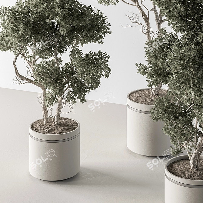 Tall Tree in Decorative Pot 3D model image 2