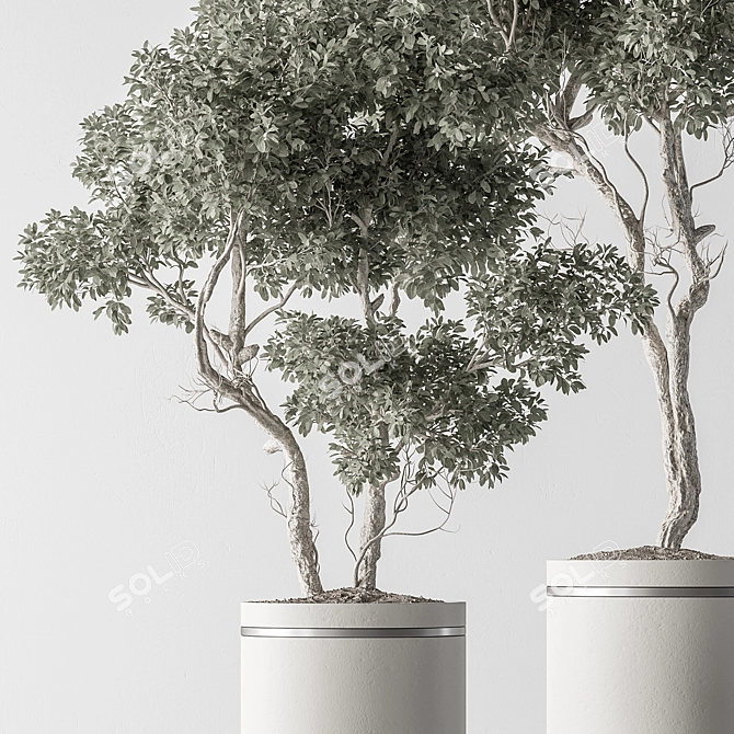 Tall Tree in Decorative Pot 3D model image 3