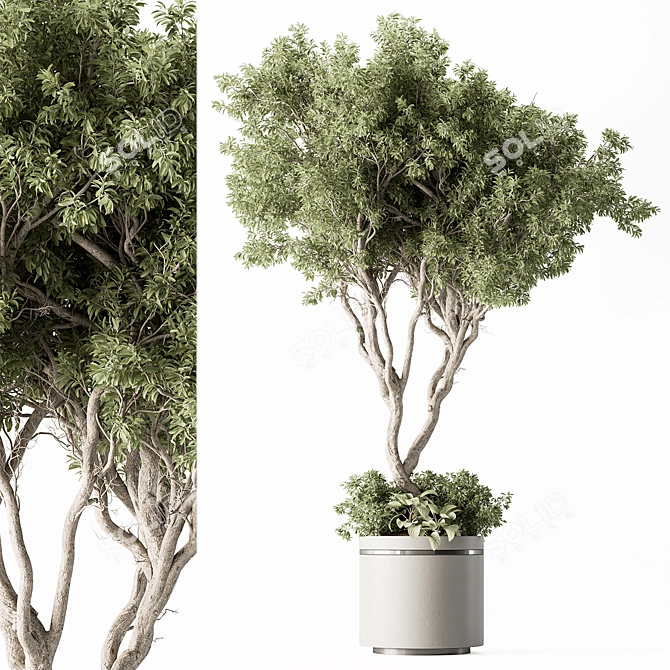 Evergreen Tree in Potted Plant 3D model image 1