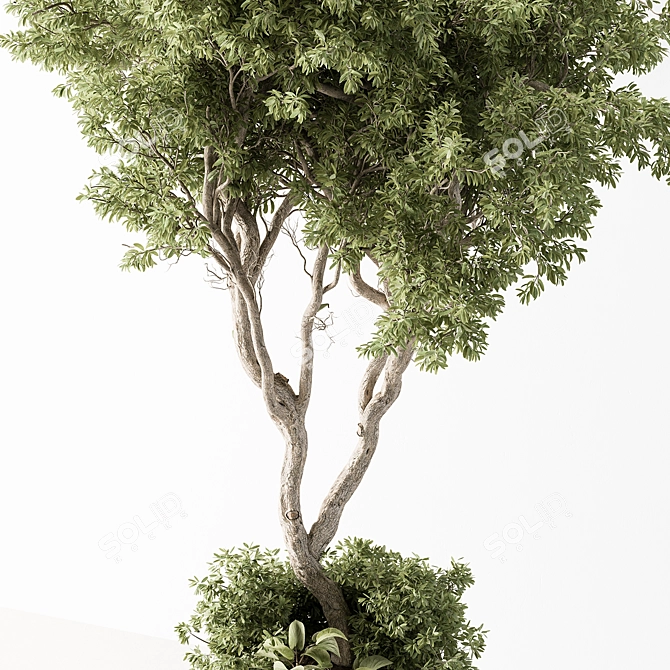 Evergreen Tree in Potted Plant 3D model image 2