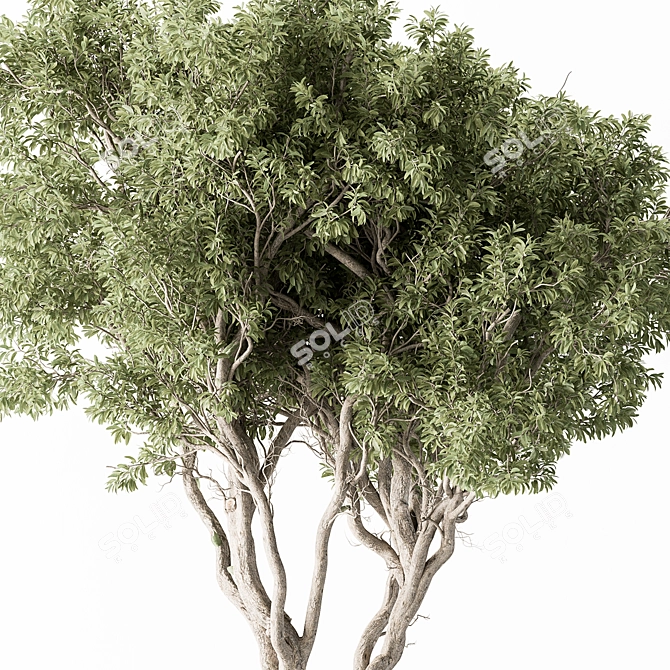 Evergreen Tree in Potted Plant 3D model image 3