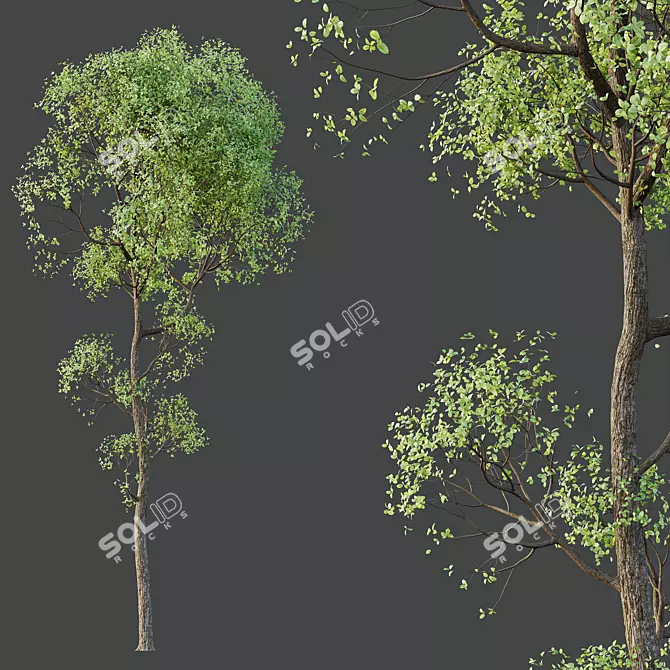 Exotic Sal Tree 3D Model 3D model image 2