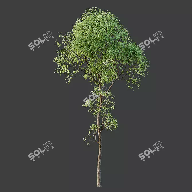 Exotic Sal Tree 3D Model 3D model image 3