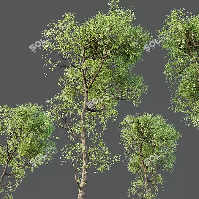 Exotic Sal Tree 3D Model 3D model image 4