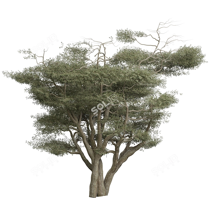 Tree Vol 18 3D Models 3D model image 1